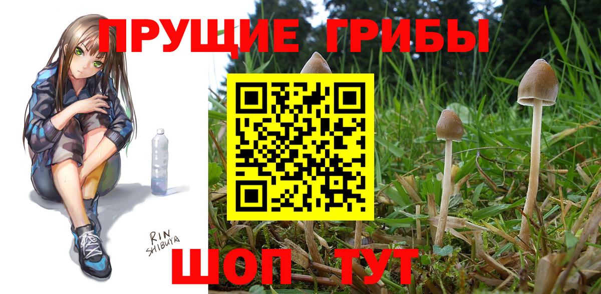 Псилоцибиновые грибы Cubensis Зеленокумск